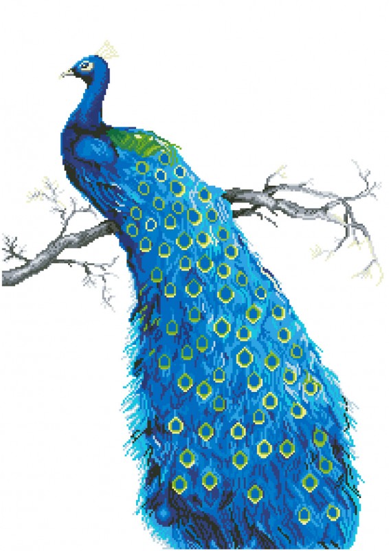 DD13.012 - Blue Peacock