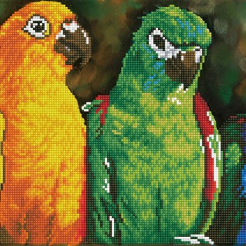 DD10.025 - Rainbow Parrots