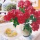 DD12.013 - Roses by the Window
