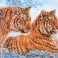 DD12.026 - Tigers in the Snow