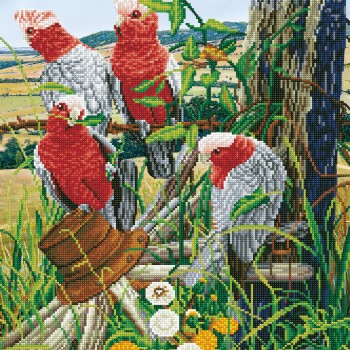 DD12.031 - Galah Quartet