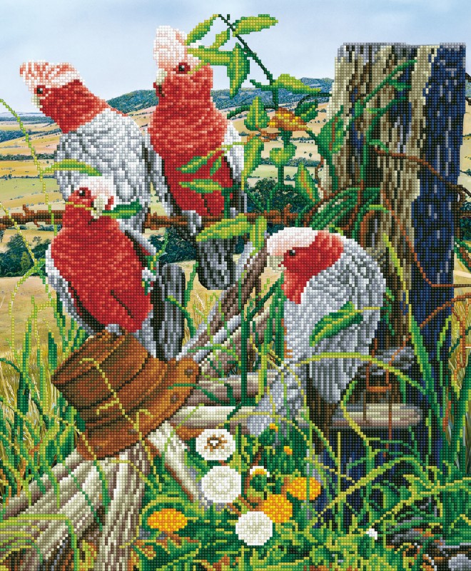 DD12.031 - Galah Quartet