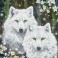 DD12.047 - Winter Wolves