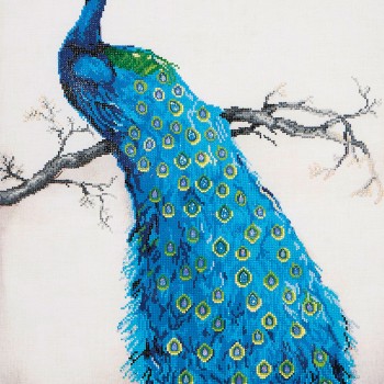 DD13.012 - Blue Peacock