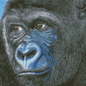 DD15.018 - Kibali Western Lowland Gorilla