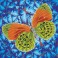 DD5.022 - Flutterby Earth