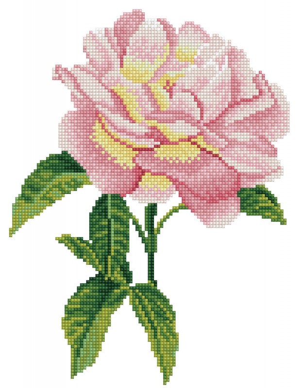 DD5.069 - Pink Rose