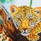 DD7.002 - Leopard Look