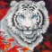 DD7.006 - White Tiger in Autumn