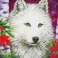 DD7.007 - White Wolf
