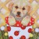 DD7.013 - Pup in Pot