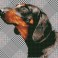 DD7.033 - Noble Dachsie