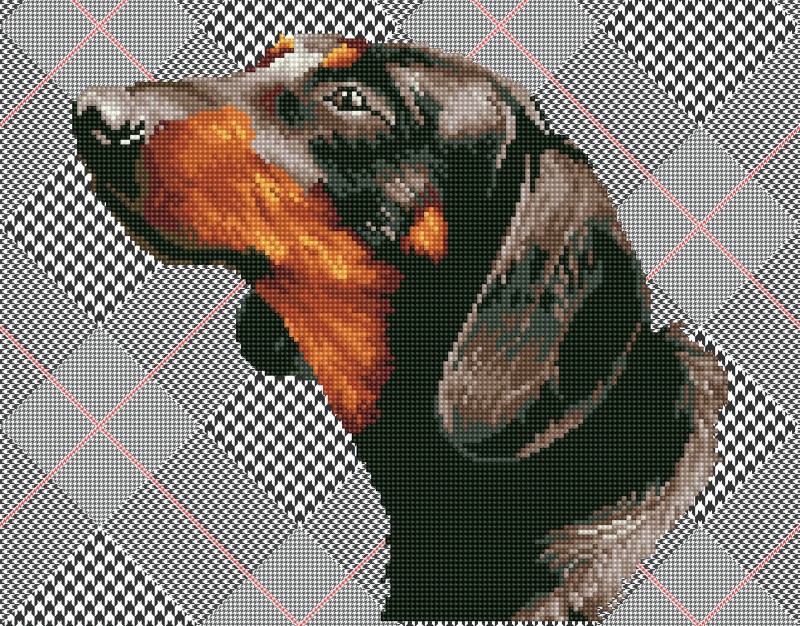 DD7.033 - Noble Dachsie