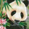 DD7.040 - Panda Prince