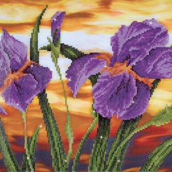 DD9.016 - Iris Sunset