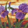DD9.016 - Iris Sunset