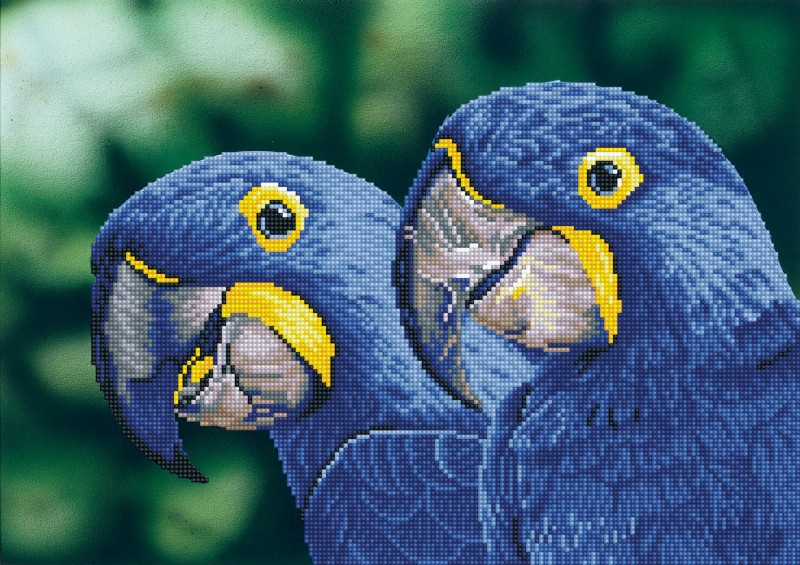 DD9.023 - Blue Hyacinth Macaws