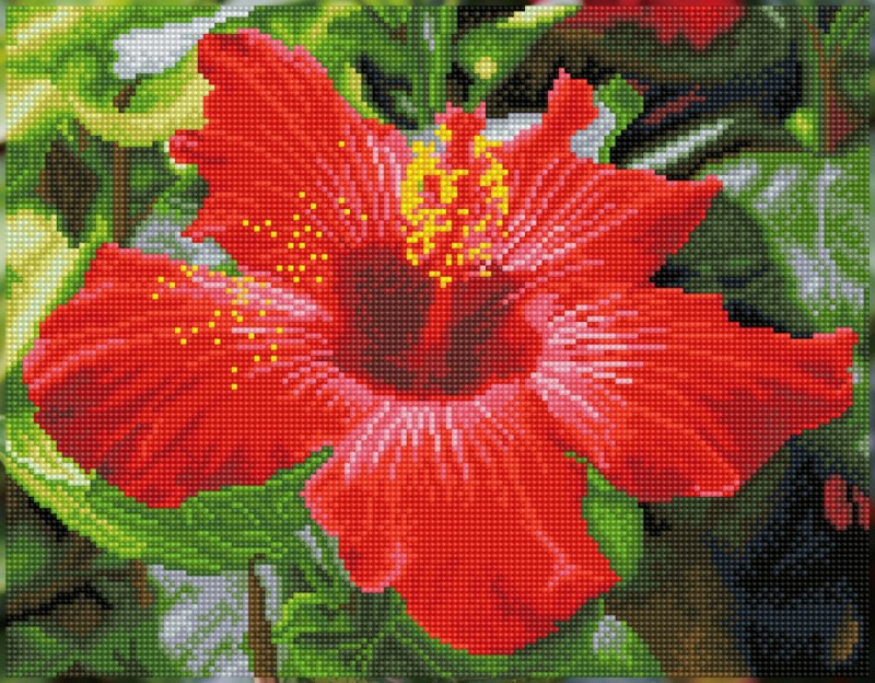 Hibiscus in bloom Hibiscus in bloom
