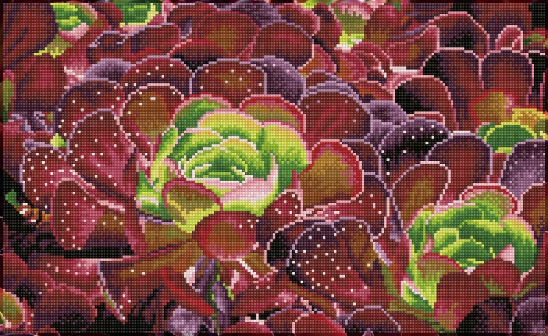 Succulents Succulents