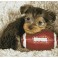 Footy Pup - Pre-Framed Kit