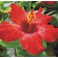 Hibiscus in bloom - Pre-Framed Kit