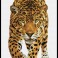 On the prowl - Pre-Framed Kit