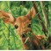 Forest Babe - Pre-Framed Kit
