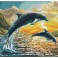 Dolphin Sunset - Pre-Framed Kit