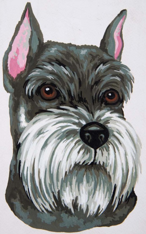 6283 - Schnauzer