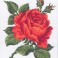 3146 - Red Rose