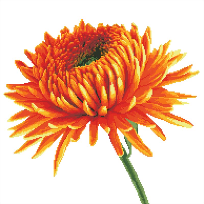 Orange Dahlia