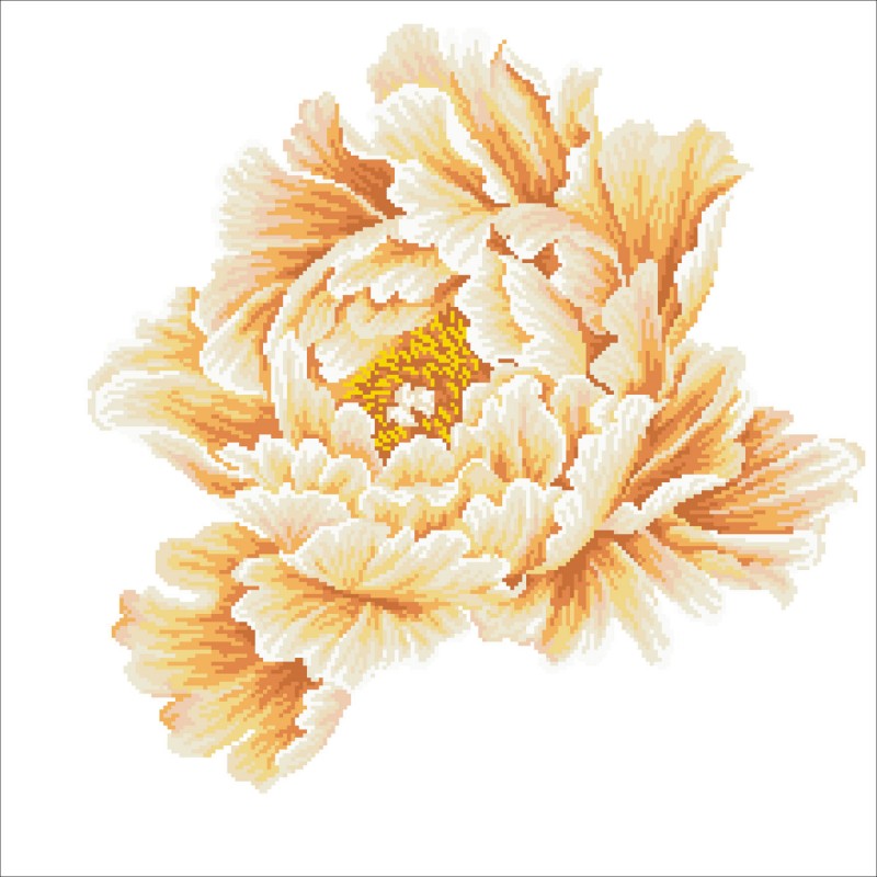 Blooming Peony2
